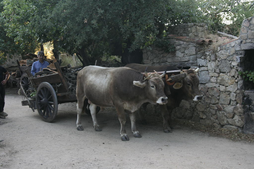 Agriturismo Il Muto Di Gallura Aggius Ngoại thất bức ảnh