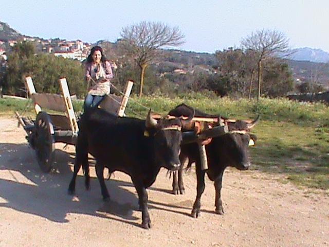 Agriturismo Il Muto Di Gallura Aggius Ngoại thất bức ảnh