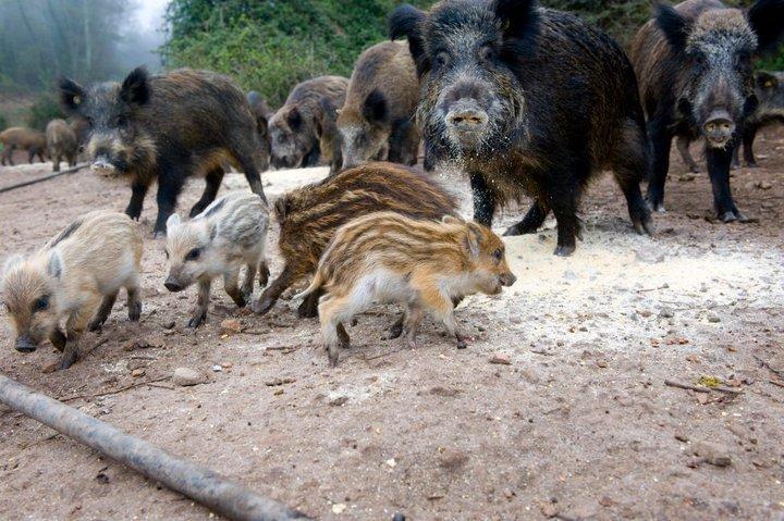 Agriturismo Il Muto Di Gallura Aggius Ngoại thất bức ảnh