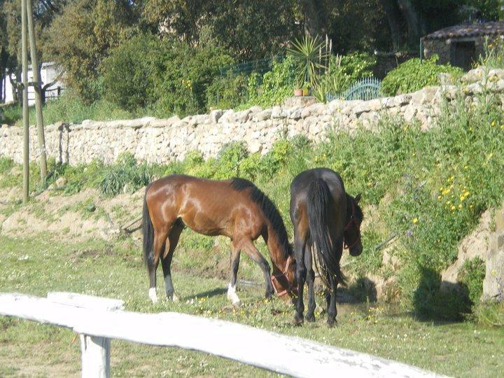 Agriturismo Il Muto Di Gallura Aggius Ngoại thất bức ảnh