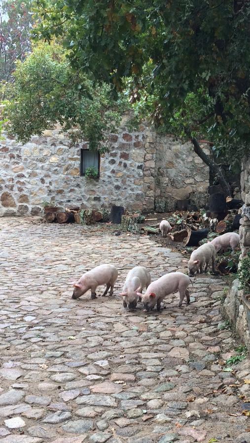 Agriturismo Il Muto Di Gallura Aggius Ngoại thất bức ảnh
