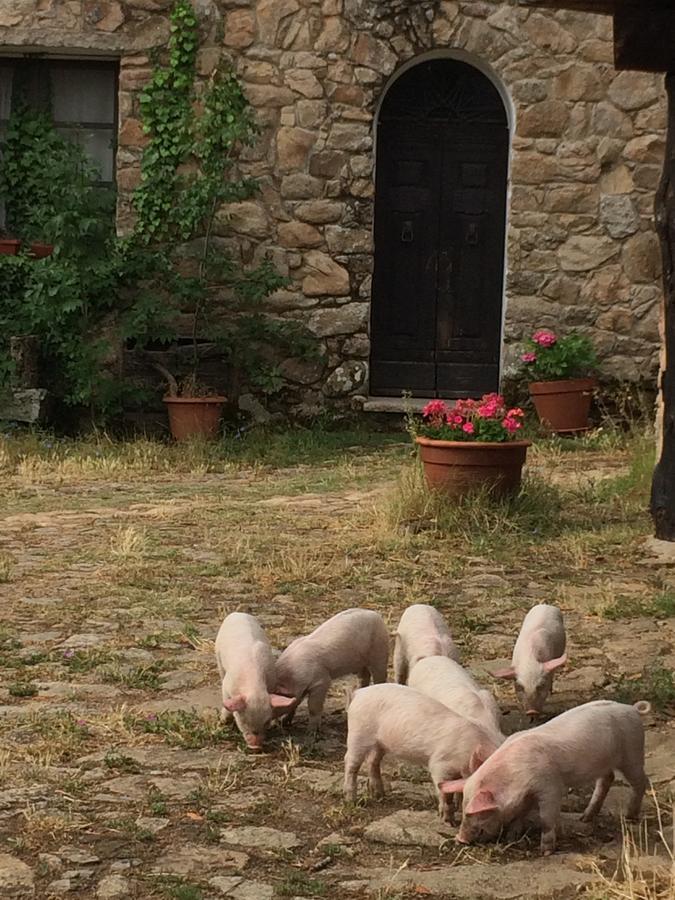 Agriturismo Il Muto Di Gallura Aggius Ngoại thất bức ảnh